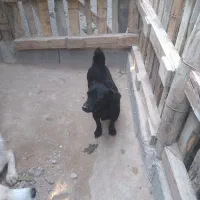 سگ خوب برای فروش