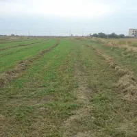 یونجه خشک شده سر زمین