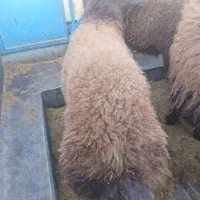 بره نر   چاق کشتاری|حیوانات مزرعه|نیشابور, مازول|دیوار