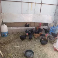 17عدد مرغ تخمی یک عدد خروس محلی|حیوانات مزرعه|ماهان, |دیوار