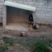 واگذاری ماده ژرمن 5 ماهه