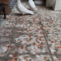 اراکی چنگ وچشم سفید|پرنده|بندر امام خمینی, |دیوار