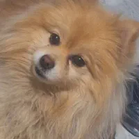 پامرانین|سگ|شهرضا, |دیوار