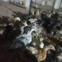 جوجه محلی  جوجه رسمی
