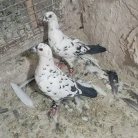 دوتا ماده ساربزک