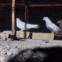 کبوتر یا پرنده بهبهونی