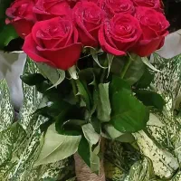 گل رز هلندی محصول باکیفیت|گل و گیاه طبیعی|تهران, نیلوفر|دیوار