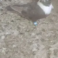 سرورماده ونواری مادع وساده نر دوتا دم سفید پرشی