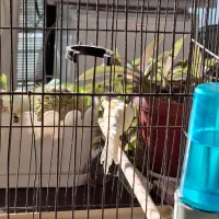 قناری نر|پرنده|مشکین‌دشت, |دیوار