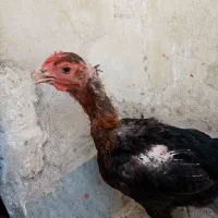 مرغ لاری تخم گذار