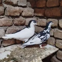 چپ سیا با خال افشون