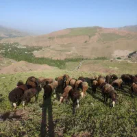 فروش میش آبستن|حیوانات مزرعه|طالقان, |دیوار