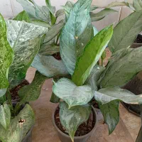 گل های آپارتمانی زیبا قیمت مناسب|گل و گیاه طبیعی|سبزوار, رضوی|دیوار