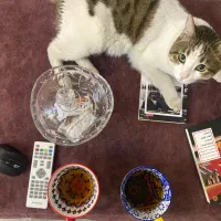 واگذاری گربه شناسنامه واکسن سالم باهوش