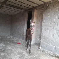 کره اسب نریون|اسب و تجهیزات اسبسواری|برازجان, |دیوار