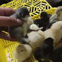 جوجه برهما|حیوانات مزرعه|خمینی‌شهر, |دیوار