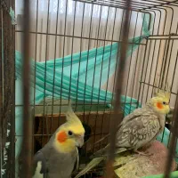 طوطی هلندی