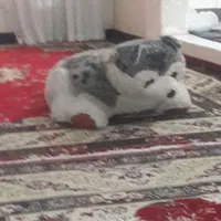 مسکن مهر   )مسجد امام زمان عج)