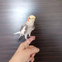 عروس هلندی نر سخنگو