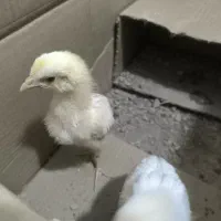 یک جفت جوجه مرغ