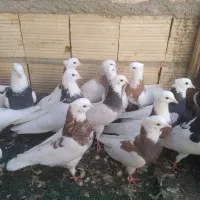 25تا کبوتر پراندنی وخالدار