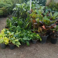 فروش گلهای اپارتمانی وخانگی