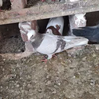 فروشی کبوتر آبی عرب ماده