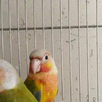 واگذاری سالن گرینچیک و خورشیدی