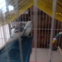 مرغ عشق نرو ماده|پرنده|میانه, |دیوار