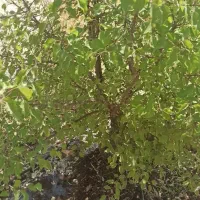 یک هکتار و نیم زمین کشاورزی باغی روستای الک کهن