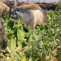 بزغاله نربزی