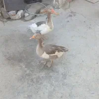 پرند