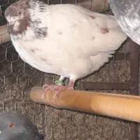 کبوتر پرشی|پرنده|شفت, |دیوار