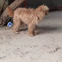 سگ شیتزو|سگ|مرودشت, استادیوم|دیوار