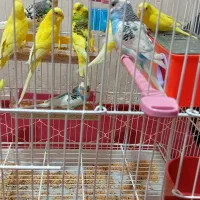 مرغ عشق|پرنده|امیدیه, |دیوار