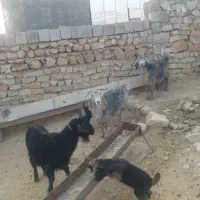 بز و بزغاله فروشی