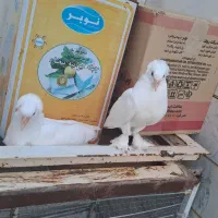 کبوتر یاهو  آشتیان