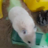 همستر با جزیزه کامل|موش و خرگوش|طارم (زنجان), |دیوار