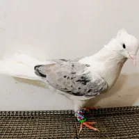 کبوتر پشتی هفترنگ معاوضه با جوجه گیرینچیک|پرنده|مشهد, انقلاب|دیوار