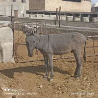 خرنرگله ای|حیوانات مزرعه|قوچان, |دیوار