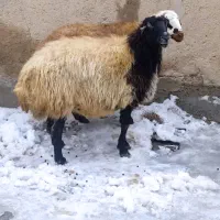 گوسفند