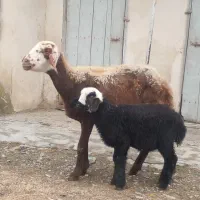 دوتا گوسفند بره دار،و هفت  گوسفند آبست