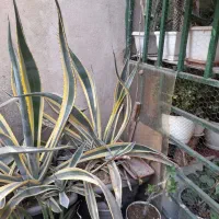 گل و گیاه|گل و گیاه طبیعی|تهران, بریانک|دیوار