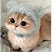 گربه خانگی پیدا کردم