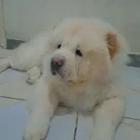 سگ چاوچاو|سگ|قائمشهر, |دیوار