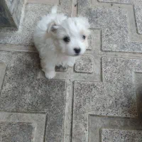 فروش پاکوتای شیتزو دوماهه