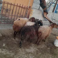 میش هترو ابستن