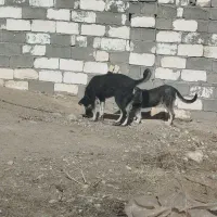 سگ‌عراقی|سگ|ایجرود, |دیوار