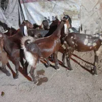 بز افقانی نر ۷ عدد
