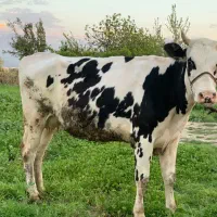 تلیسه دو دندان یه شکم